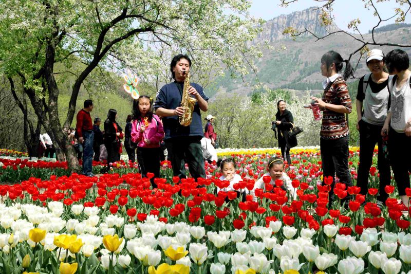 天的4、5月份會在此舉辦紅葉谷的鬱金香花節。圖片來源：紅葉谷官網