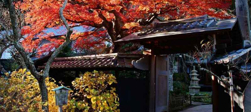 東慶寺的紅葉最佳觀賞時期於11月下旬至12月底之間（圖片：樂天旅遊提供）