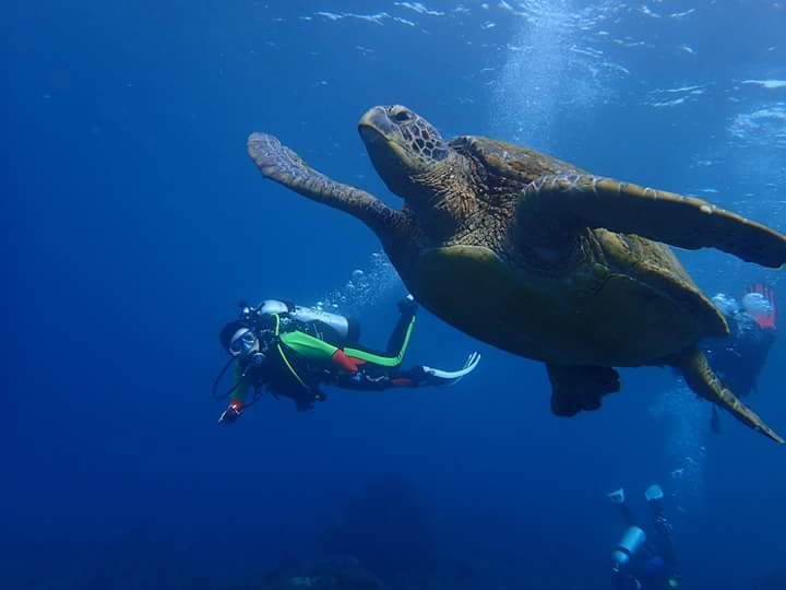 在小琉球碰上海龜記得不要觸摸，避免海龜受到驚嚇哦！（圖片提供／趙月清）