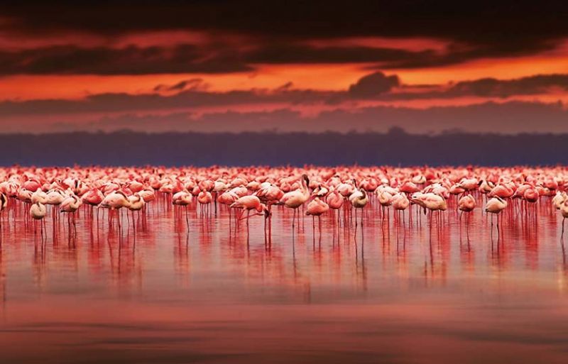 肯亞納庫魯湖湖水上絢麗的粉色地毯｜欣傳媒