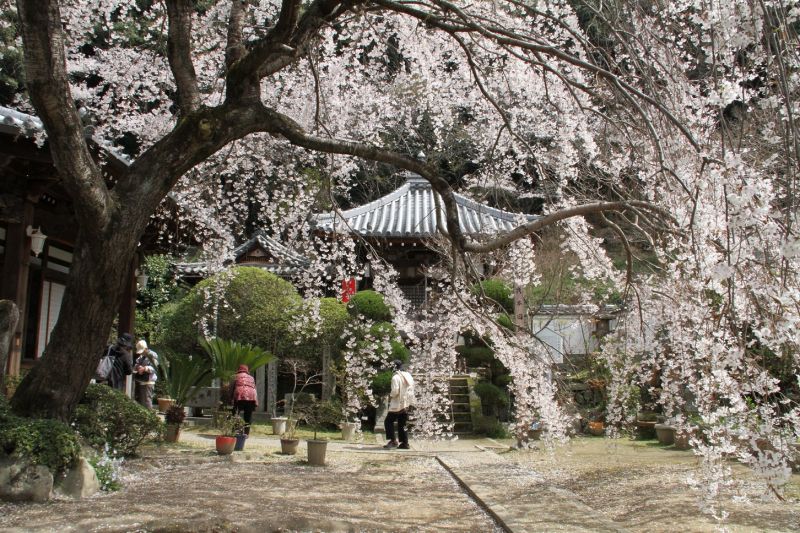 山中溪地福寺的枝垂櫻，是鐵道櫻花外的另一種美景。（圖片：泉州旅遊促銷推進協議會）