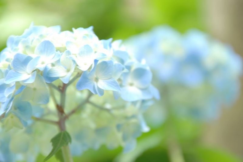 梅雨季最期待的事日本6處經典紫陽花名所 欣傳媒