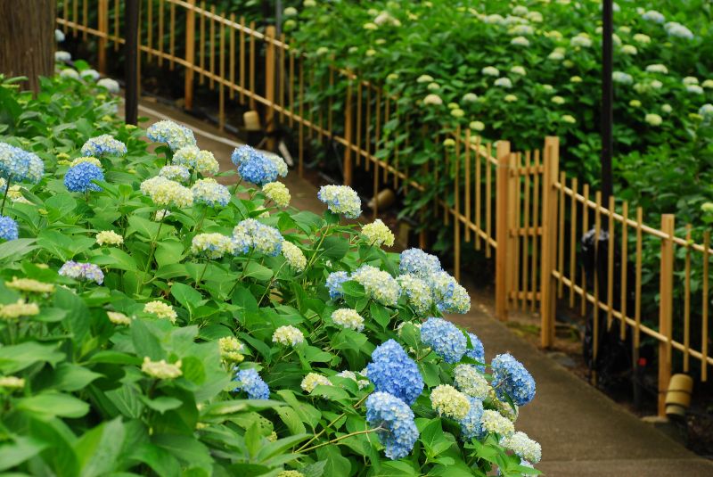 梅雨季最期待的事日本6處經典紫陽花名所 欣傳媒