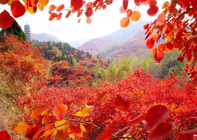 山東濟南 山裡天堂四季皆如夢 紅葉谷 欣傳媒