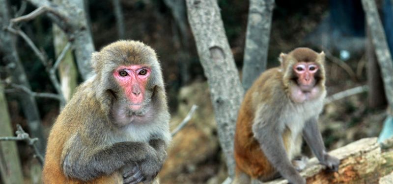 猴島上的猴子群。(圖片來源:安徽繁體官網www.anhuitravel.com.tw)