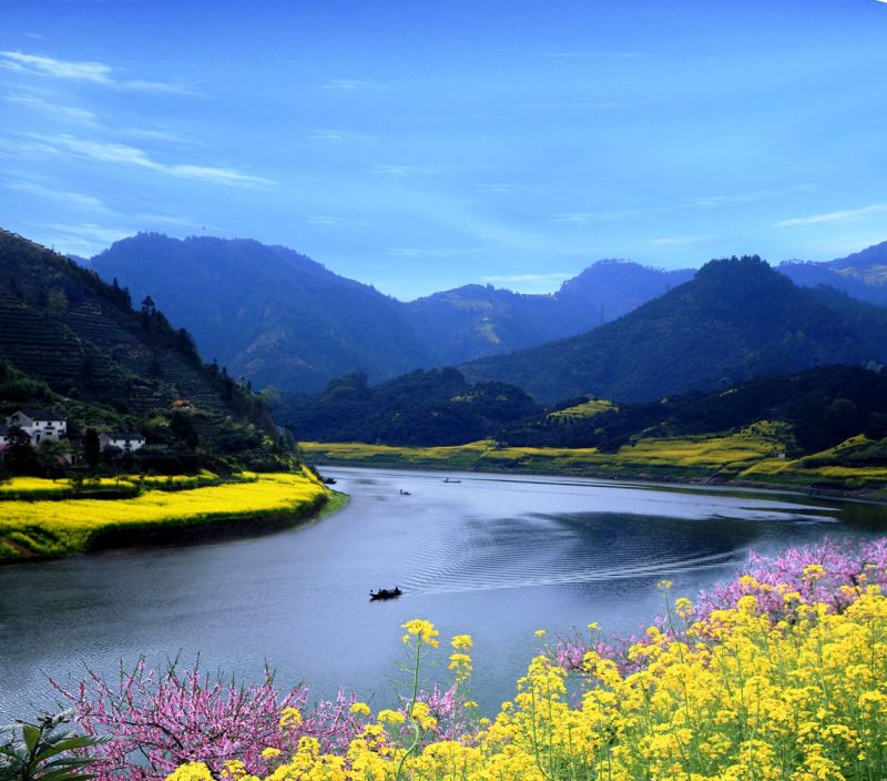 新安江3-5月油菜花季美麗如畫。(圖片來源:安徽省旅局)