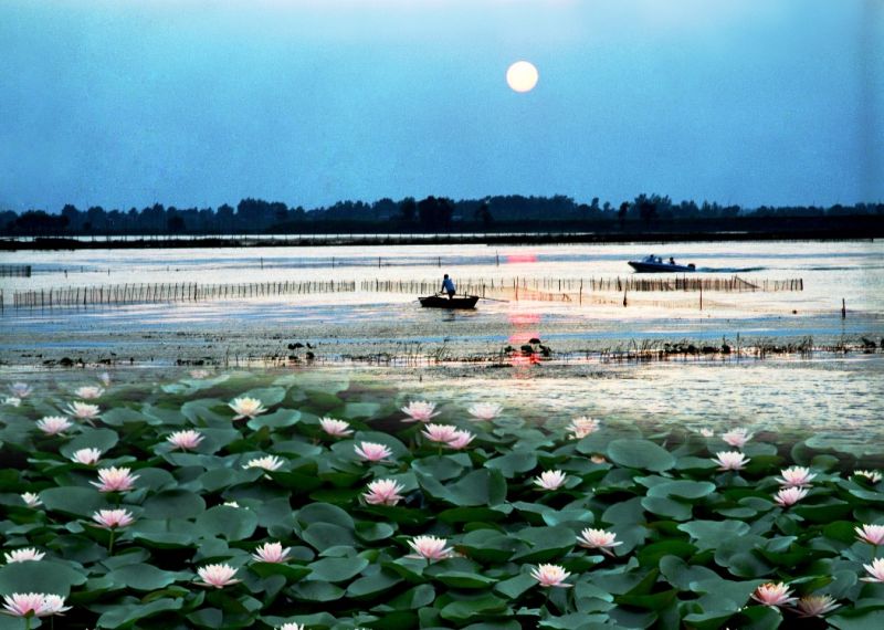 焦岡湖當中的荷花園，在中國相當有名。(圖片來源:安徽省旅局)