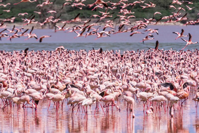 納馬夏相當適合喜歡拍攝鳥類的人前往，高鹽分的湖水棲息著為數眾多的紅鶴（火烈鳥）。（照片提供：傑瑞大叔）
