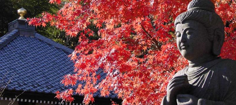 寺內供奉了一尊十一面觀音立像，為日本第一大木製佛像（圖片：樂天旅遊提供）