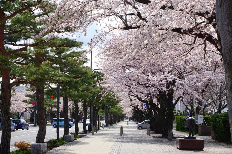 春櫻爛漫的駒街道就在美術館外面，散步而來非常舒適。（圖：林芳如攝）