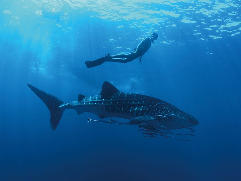 在與鯨鯊嬉戲的過程，不少游泳好手會選擇以自由潛水的方式靠近。