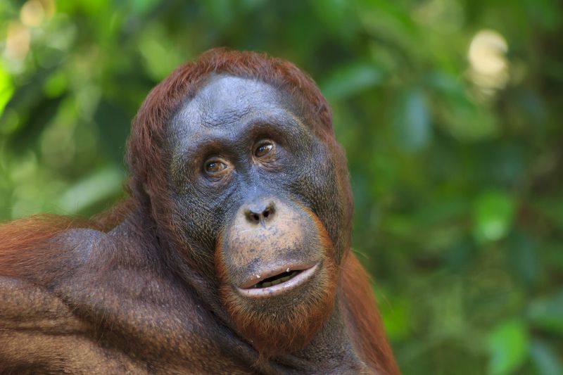 紅毛猩猩在庇護中心裡神情自若。（圖片：shutterstock）
