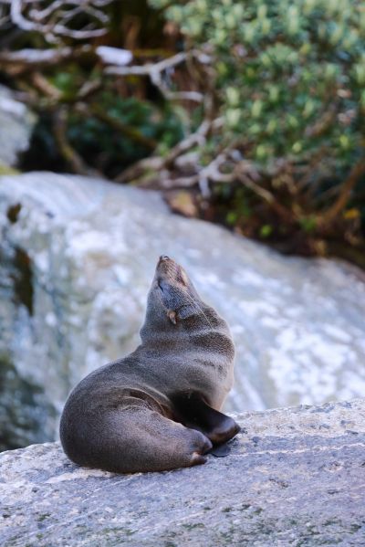 在石頭上舒服小憩的軟毛海豹。（Photo｜123RF）