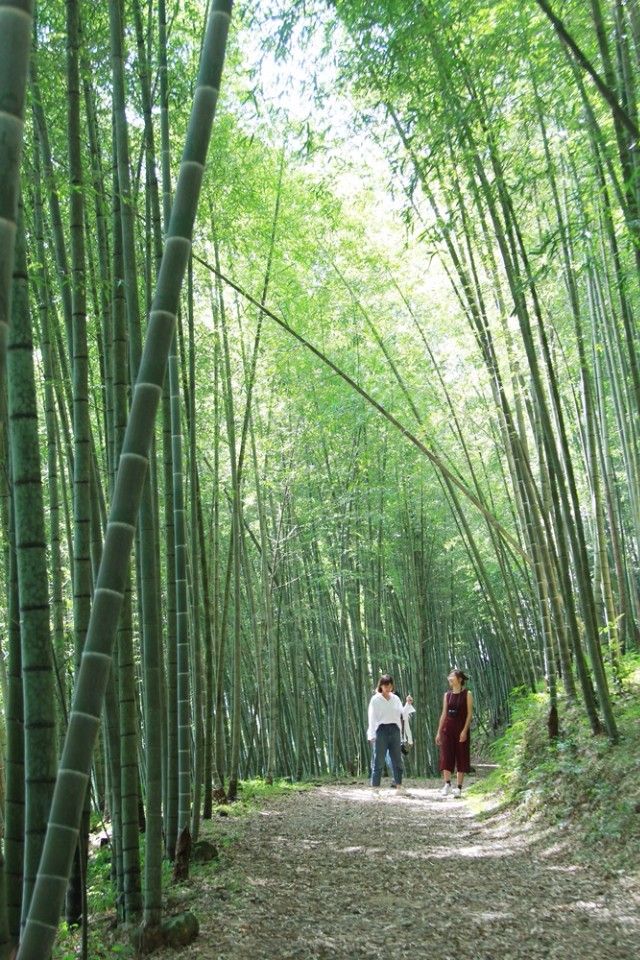 鄰近龍眼林茶有條竹林秘境，宛如日本嵐山。（攝影／陳德偉）