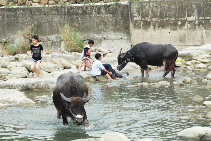 水牛在溪裡快樂戲水，孩子能和溫馴的牛兒互動。(陳德偉攝影)