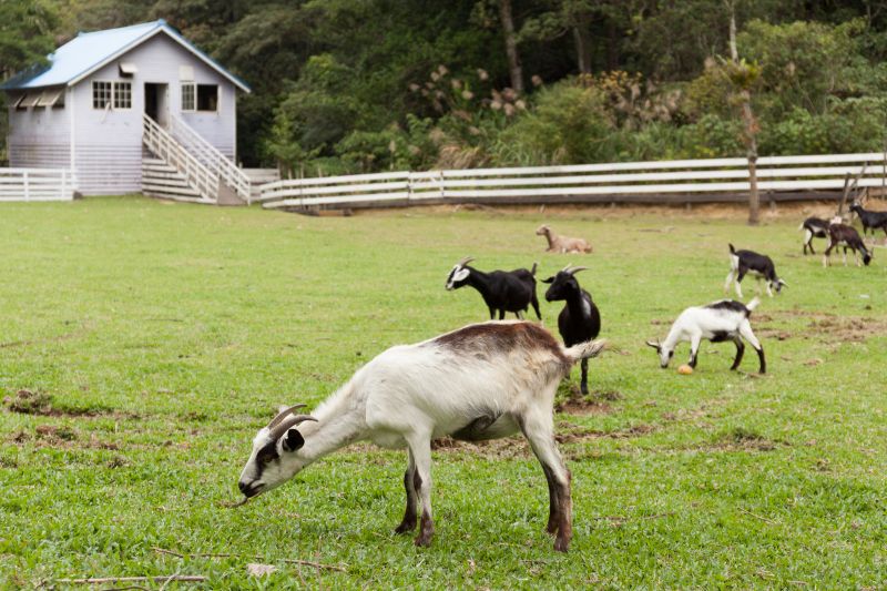 遼闊的園區裡還有可愛動物區，可近距離觀察羊兒。(欣傳媒攝影)