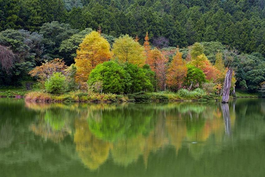 賞楓趣 明池楓紅如詩如畫與千年神木森呼吸 欣傳媒