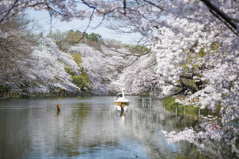 井之頭恩賜公園裡很多人散步,慢跑, 但春天更多人會選擇划船或踩天鵝船!(Photo│123RF)