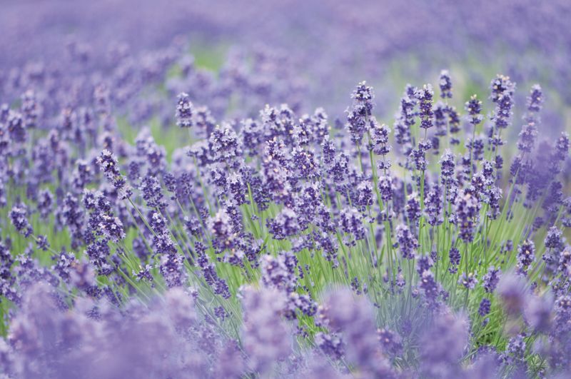 北海道花田原野看見最自然舒服的美景 欣傳媒