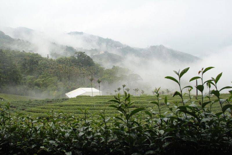 自然農法耕作的茶園，充滿生命力。（鐘玉霞攝影）
