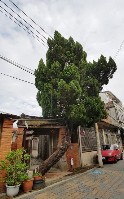 富興茶葉文化館的迎賓樹。(記者楊詠鵝攝)