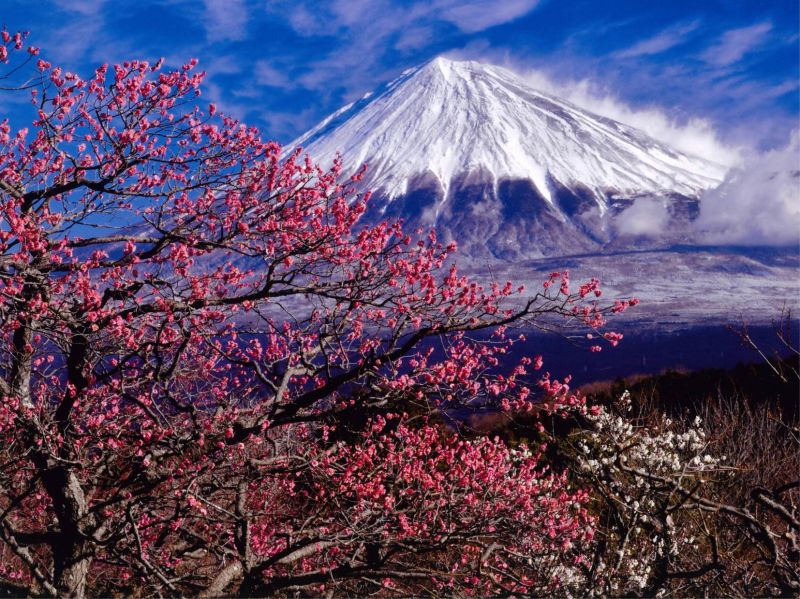 每年2月~4月可在岩本山目睹富士山櫻花絕景。(靜岡縣駐台辦事處 提供)