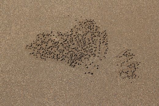 沙灘上有一堆堆小沙球，是螃蟹朋友取食沙壤、濾取有機養分後的吐沙（又稱擬糞），也像是沙地圖騰畫呢。（鐘玉霞攝影）