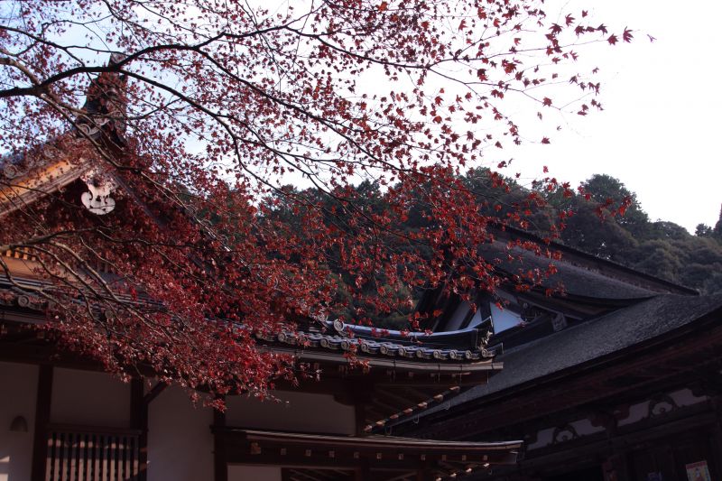 來到西明寺就不得不來看看紅葉絕景。圖攝／酸鼻子