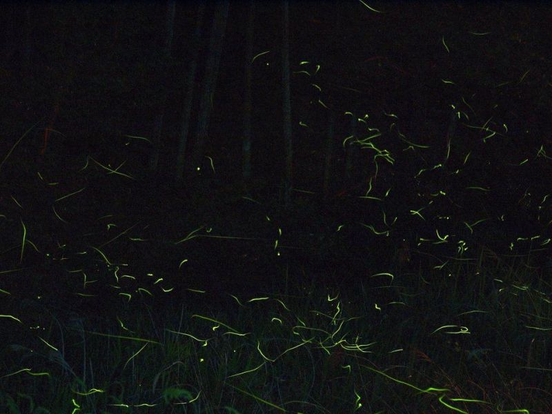 螢火蟲滿天飛舞的畫面彷彿一幅美麗的畫作／圖 奧美公關 提供