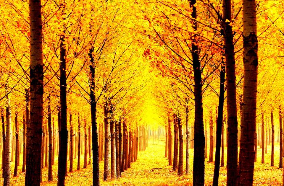 秋天黃杏盛開，丹東不能錯過之景色。(圖片/摘自樂遊遼寧官網)