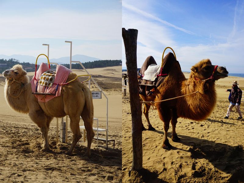 砂丘上也有騎乘駱駝的體驗，模樣相當可愛。（攝影：林芳如）