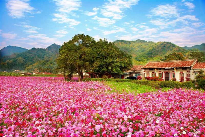 賞花趣 美濃 杉林 六龜賞花海熱氣球相伴 欣傳媒