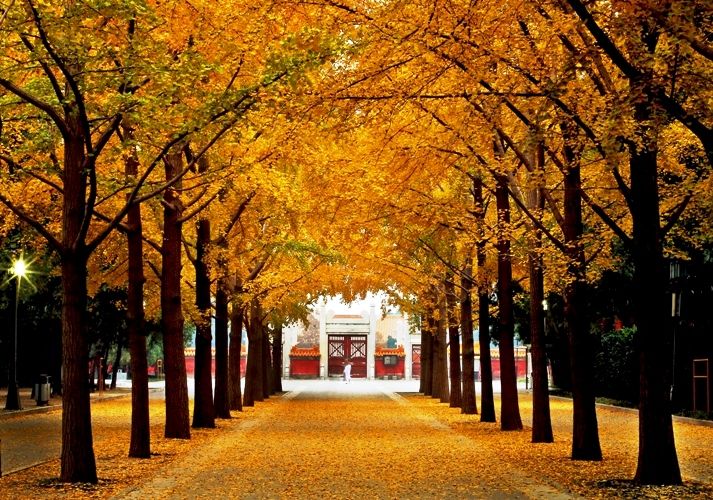 北京地壇公園的銀杏大道。圖片來源 地壇公園官網 http://bit.ly/2cQzqGf。