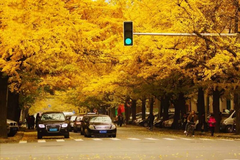每一個金黃十字路口都讓人駐足驚嘆。圖片來源:http://bit.ly/2cjieXl