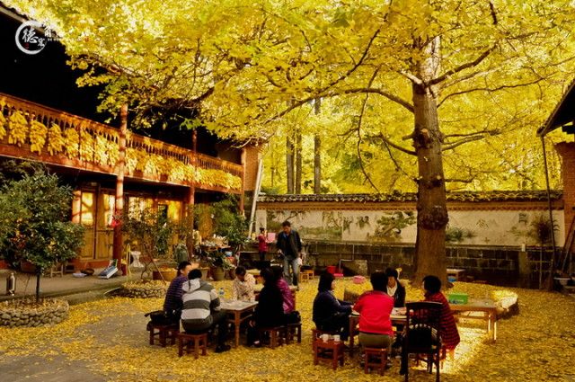 雲南騰衝金色的銀杏村。圖片來源 http://bit.ly/2cYD96t
