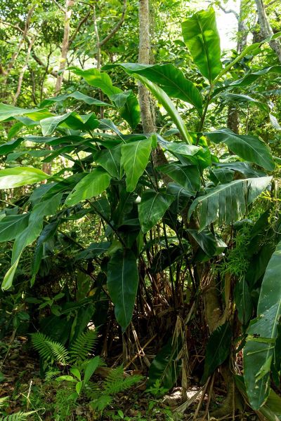 一棵月桃樹想不到由上而下竟能經由許多動物交織出趣味的生態故事。(攝影/盧大中)