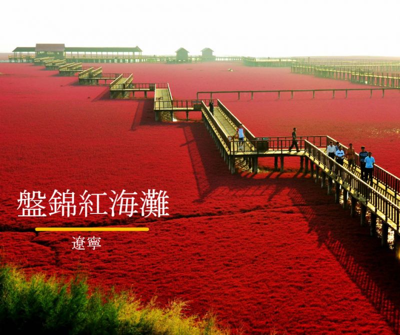 盤錦的秋紅超特別,各國電視台都常來拍攝報導。
