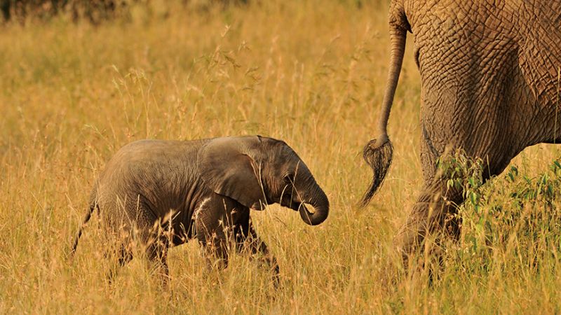 在遷徙的過程中，會陸續誕生新的生命， 小象也會緊跟著媽媽們一同移動。（Photo｜123RF）