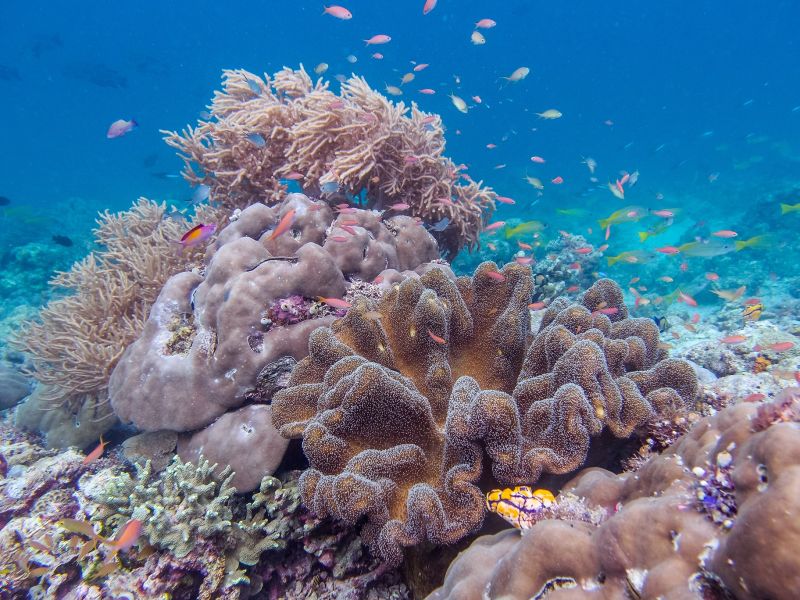 婆羅洲的水下世界精彩繽紛，珍貴的珊瑚礁多不勝數。（圖片：shutterstock）