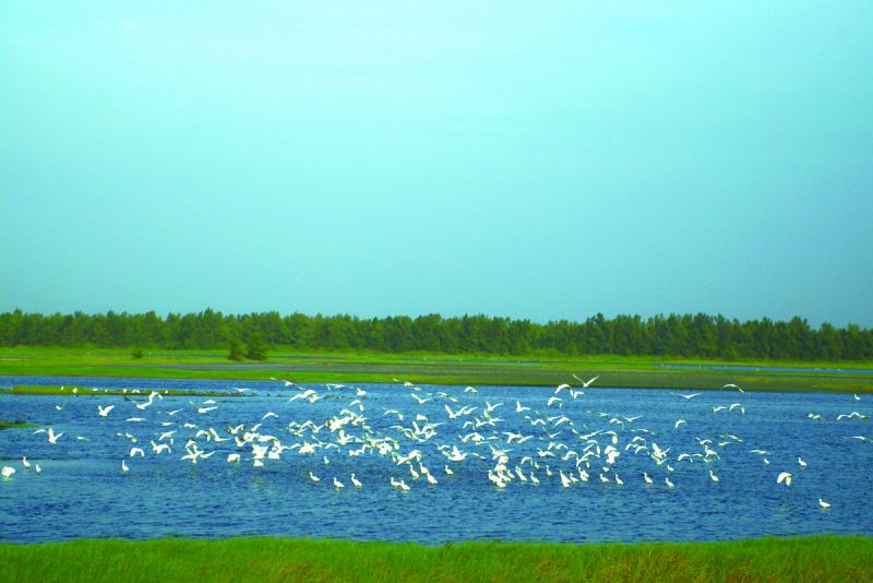 鰲鼓溼地是重要的候鳥棲息地，尤其秋冬鳥類生態豐富，值得細細觀察、瀏覽。(欣傳媒攝影)