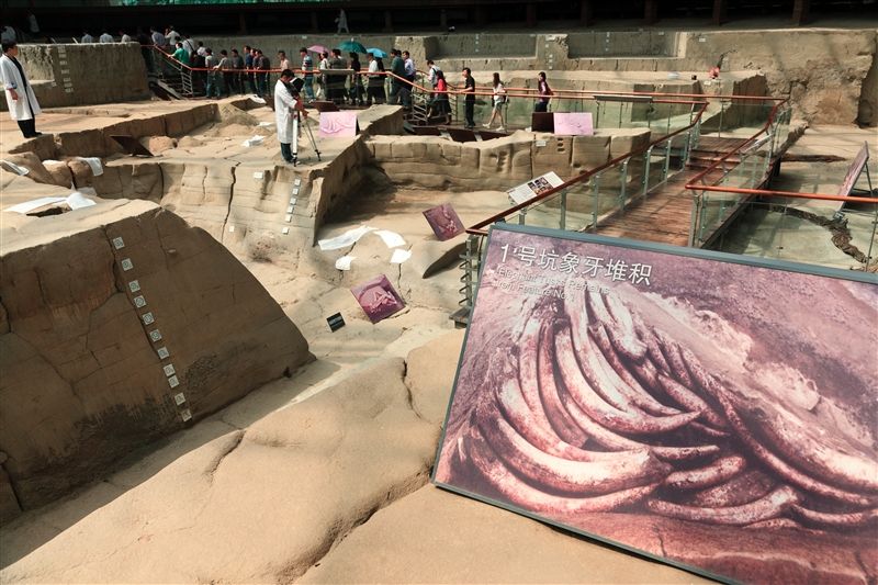 金沙是世界上同期古代象牙最集中的遺址。(圖片來源:欣傳媒)