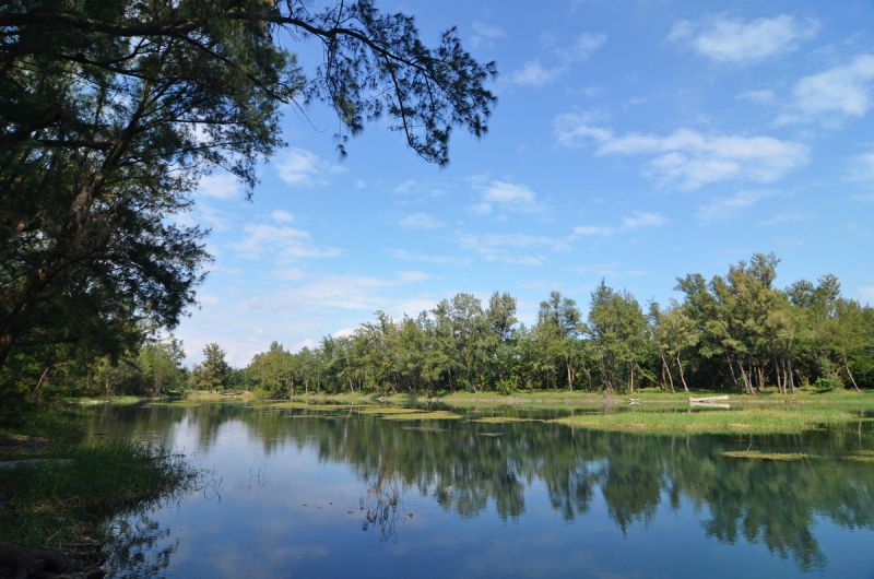 活水湖與黑森林交織出的風景，是台東著名景點之一。(劉宸嘉攝影)