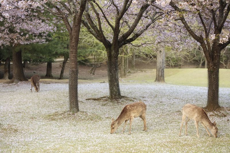 遊客不僅到東大寺追楓也賞鹿。（照片提供：shutterstock）