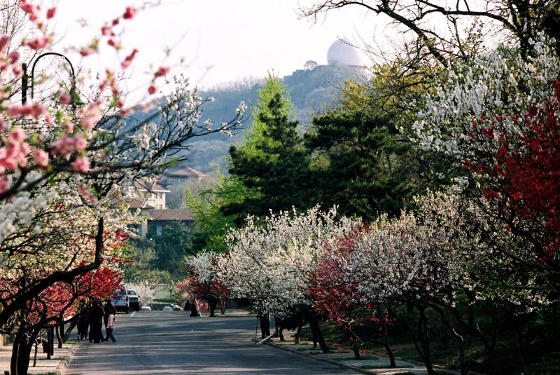 開整排路的櫻花讓人流連街頭不想離開。圖片來源:花漾山東http://bit.ly/1TsitjL