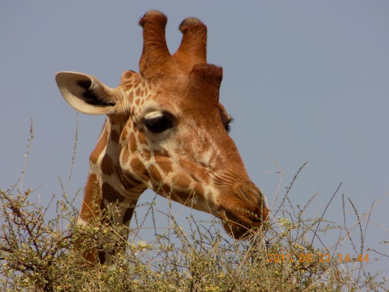 馬賽馬拉草原是肯亞動物大遷徙的主舞台。（圖片提供：雄獅旅遊）