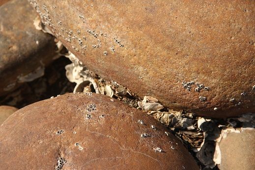 石滬孔隙間有大自然的黏著劑石蛤、藤壺。（鐘玉霞攝影）