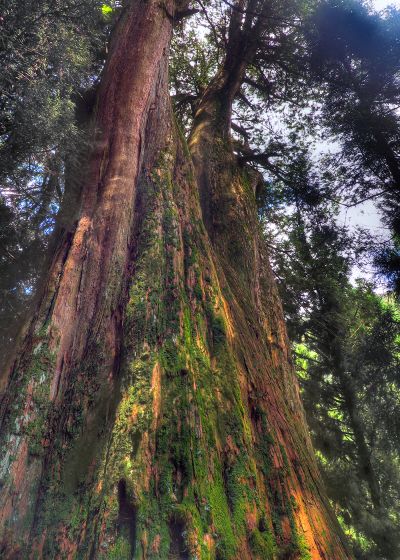 檜木巨木森林步道。(攝影劉宸嘉攝)