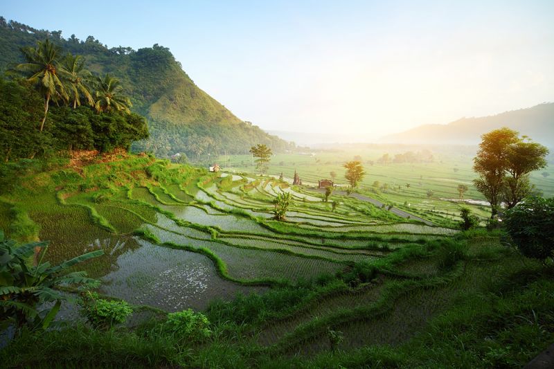 除了蔚藍海景，峇里島清綠富有美感的梯田也是特色景致。（圖片來源：123RF）
