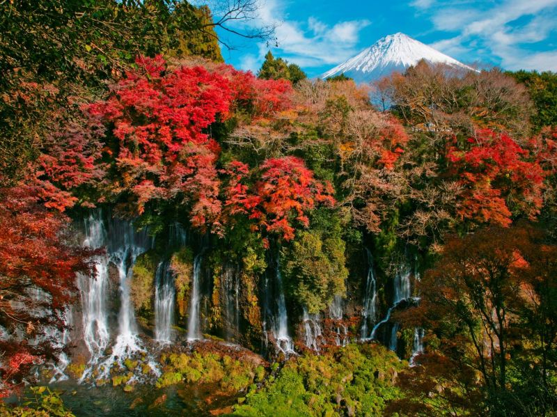 從寬150公尺、高20公尺的弧形斷層面湧出大大小小數百的富士山雪融泉水，呈現如絹絲般的瀑布，故名為「白糸瀑布」。(靜岡縣駐台辦事處 提供)