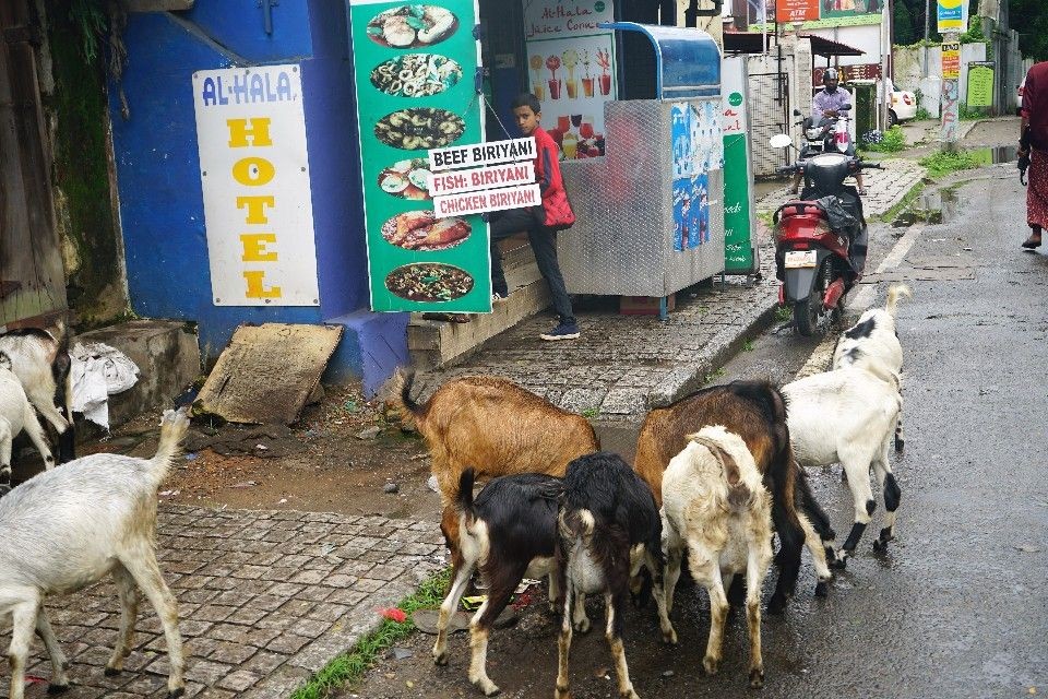 街道上人羊共處。（Photo | 老黑）